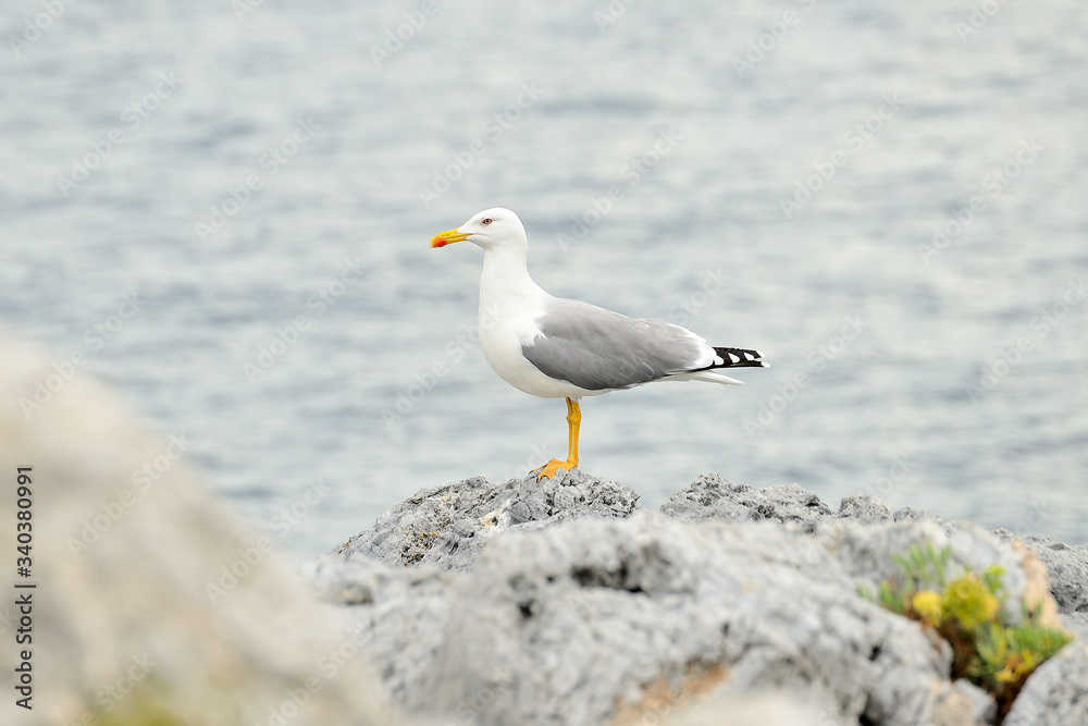 gaviota patiamarilla en acantilado sobre el mar (larus michahellis) Marbella Andalucía España gaviota patiamarilla en acantilado sobre el mar (larus michahellis) Marbella Andalucía España