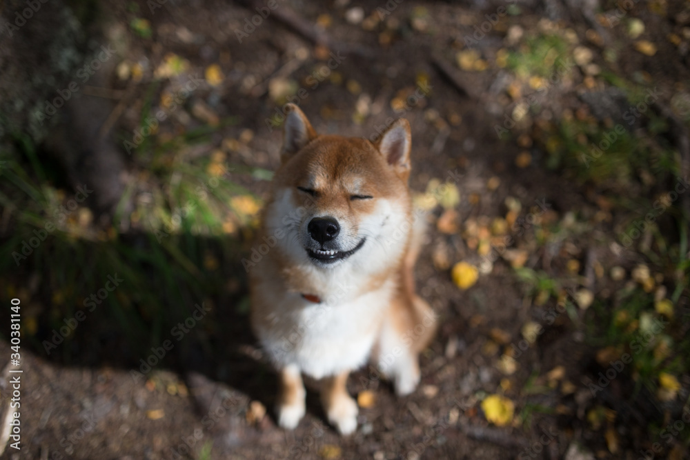 Cute smilling Shiba Inu Dog in the grass