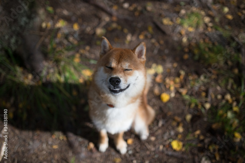 Cute smilling Shiba Inu Dog in the grass