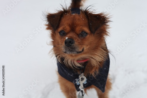 DOG, SNOW ON HIS NOSE, BLUE OUTFIT, WINTER DAY, CUTE