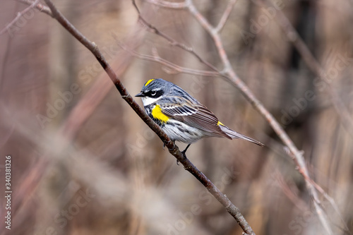 Canvas-taulu Male Yellow-rumped warbler is a migration birds