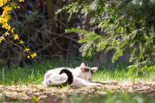 Biały kot z przymkniętymi oczami leżący na trawie w ogrodzie między krzakami forsycji i cisu photo