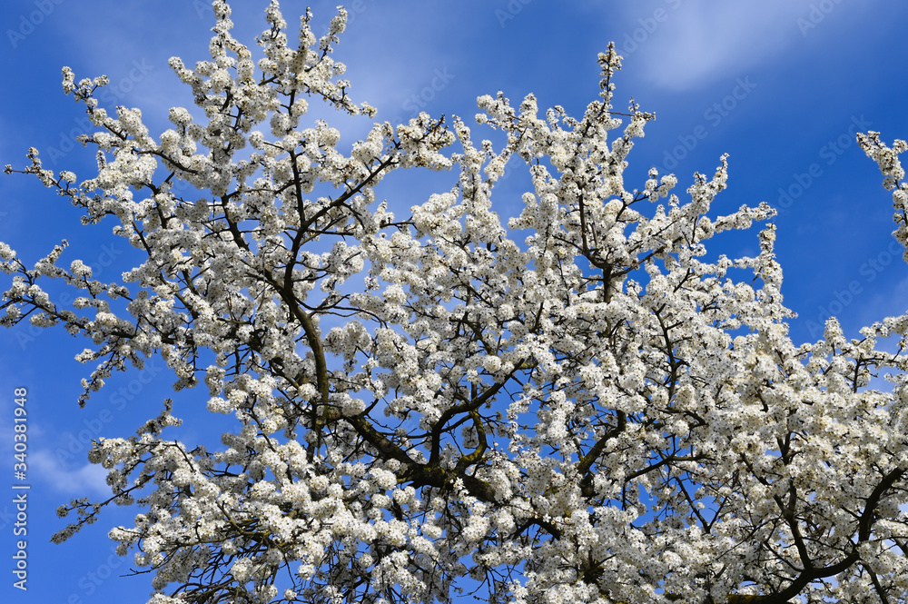Branches of a blossoming cherry. Greeting cards with copy space. the onset of spring. Blooming tree
