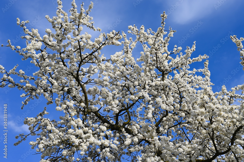 Branches of a blossoming cherry. Greeting cards with copy space. the onset of spring. Blooming tree Branches of a blossoming cherry. Greeting cards with copy space. the onset of spring. Blooming tree