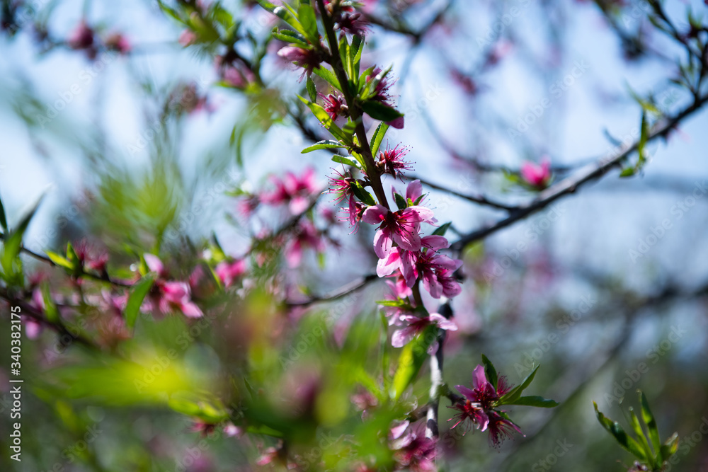 Flowering branches of fruit trees in the spring Flowering branches of fruit trees in the spring