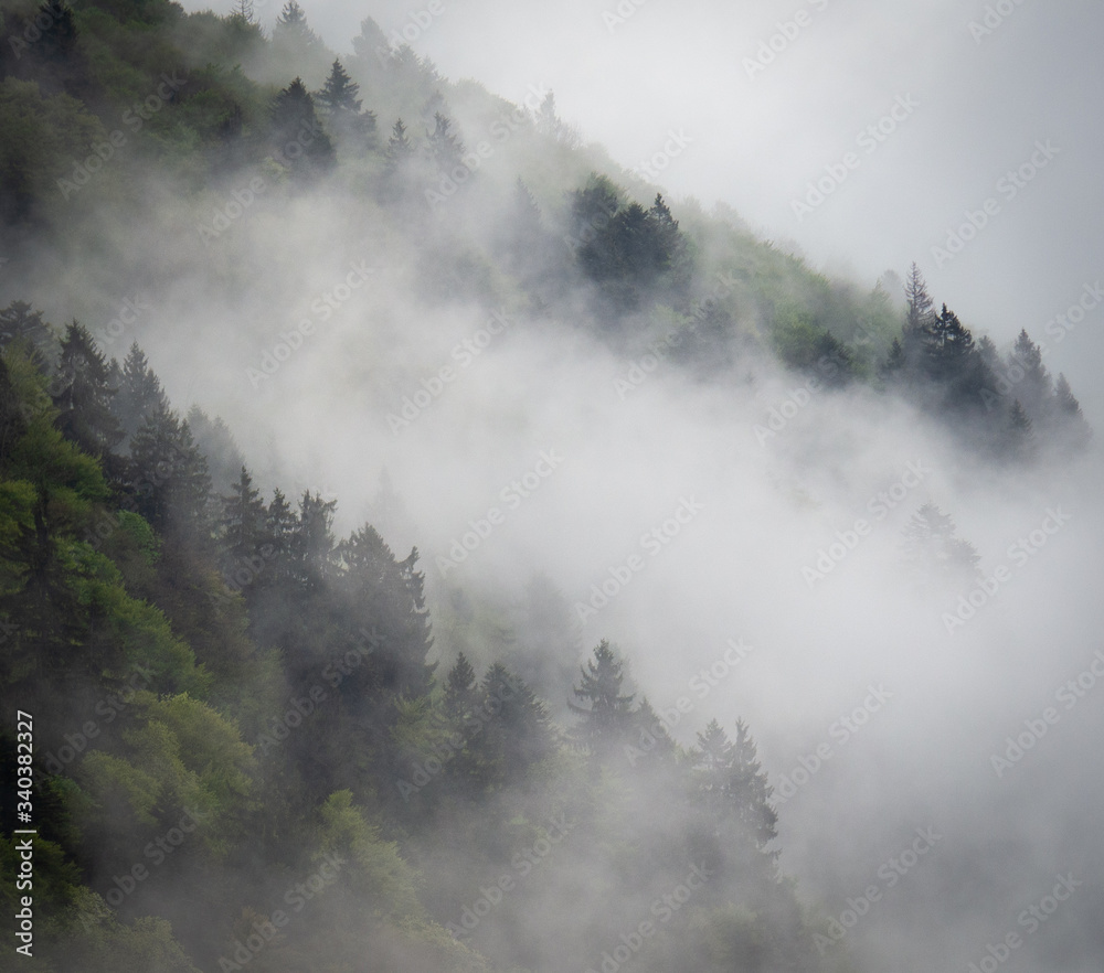 foggy mountain forest I