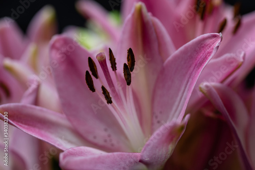 Pink lily macro