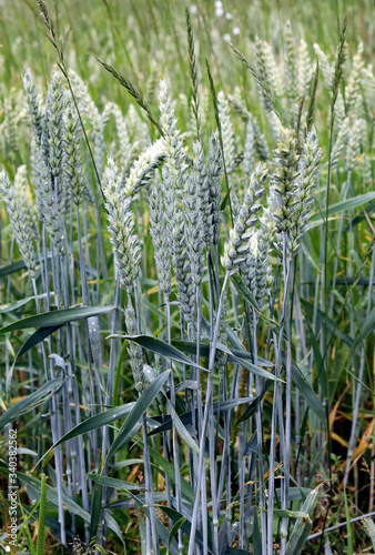 Green ears of wheat triticale on the background of the field. photo