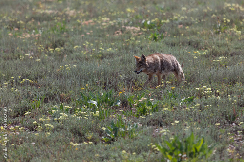 Coyote Walking in a Field © tamifreed