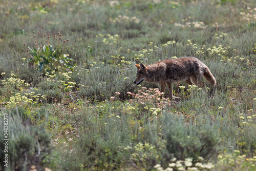 Coyote Walking in a Field © tamifreed