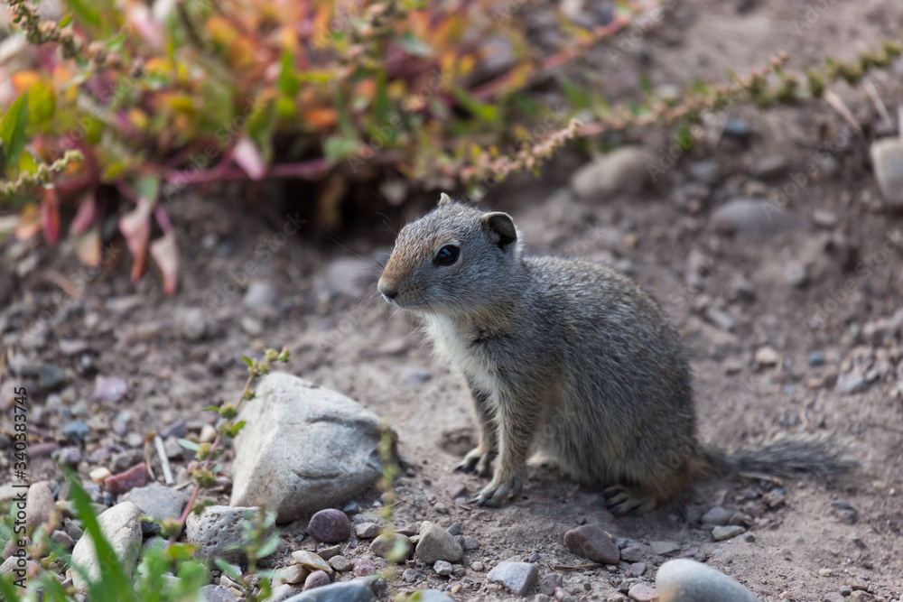 Ground Squirrel at Grand Teton National Park Ground Squirrel at Grand Teton National Park