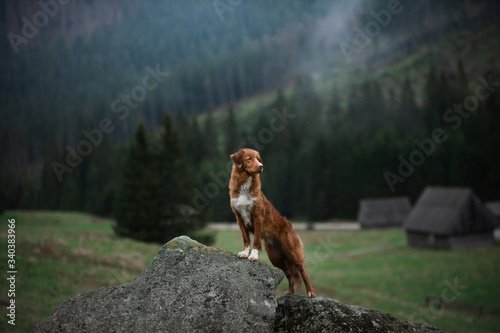 hiking with a dog. Nova Scotia Duck Tolling Retriever in the mountains, in the valley 