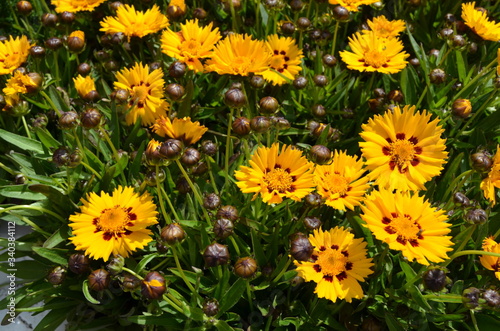 Many vivid yellow Coreopsis flowers commonly known as calliopsis or tickseed and small blurred green leaves in a sunny summer garden, fresh natural outdoor and floral background

