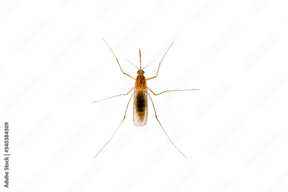 Mosquito isolated on white background Mosquito isolated on white background