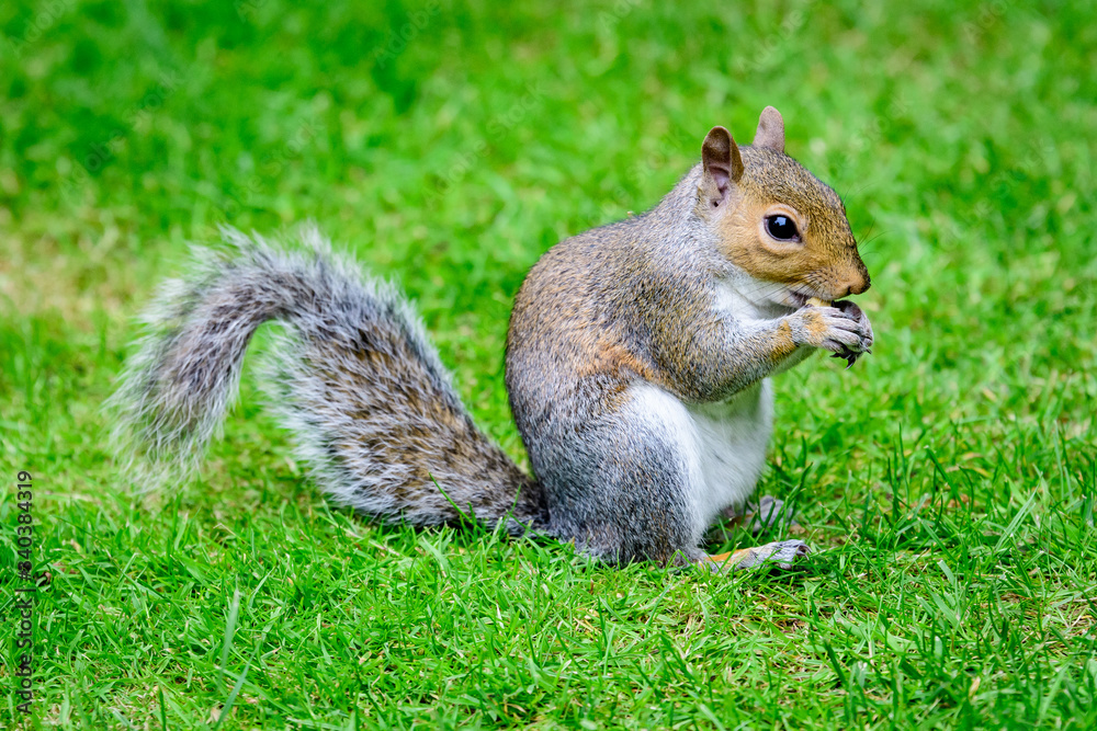 One small squirrel looking for food in green grass in a summer day in park
One small squirrel looking for food in green grass in a summer day in park