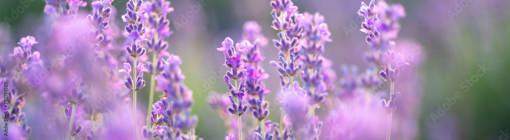 Fototapeta premium Lavender field on a sunny day, lavender bushes in rows