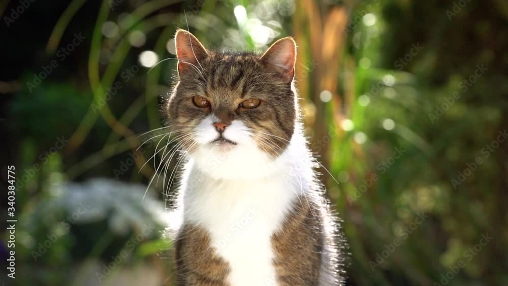 hungry tabby white british shorthair cat licking over lips and nose looking at camera outdoors in nature hungry tabby white british shorthair cat licking over lips and nose looking at camera outdoors in nature