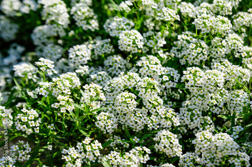 Many white flowers of Lobularia maritima, commonly known as sweet alyssum or sweet alison, in a garden in a sunny spring day, beautiful outdoor floral background 