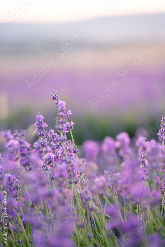 Lavender field on a sunny day  lavender bushes in rows