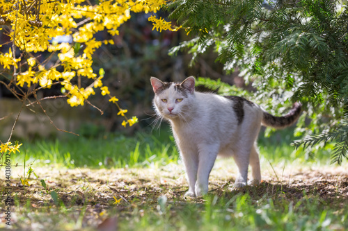 Biały kot z żółtymi oczami, stojący na trawie w ogrodzie między krzakami forsycji i cisu photo