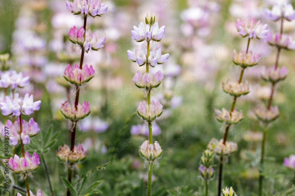 Lupines in Bloom. Santa Clara County, California, USA.
Lupines in Bloom. Santa Clara County, California, USA.