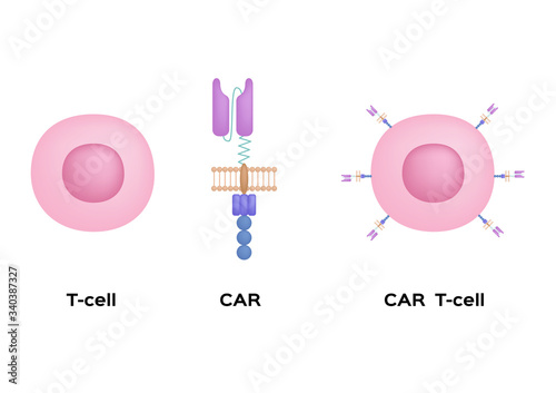 Immunotherapy / t cell and chimeric antigen receptor / science photo