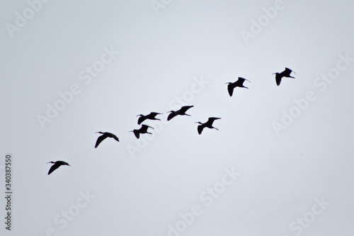 birds in flight © Rafael