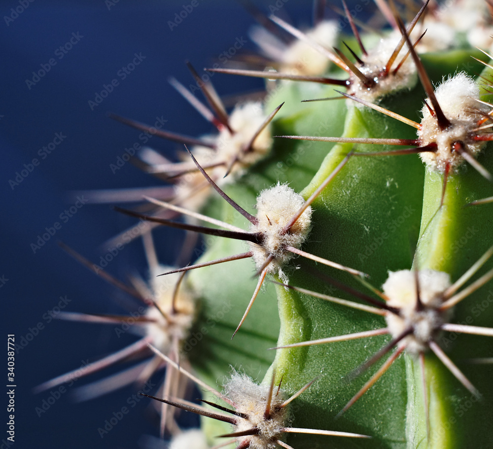 Close-up of cactus spines on the blue background Close-up of cactus spines on the blue background