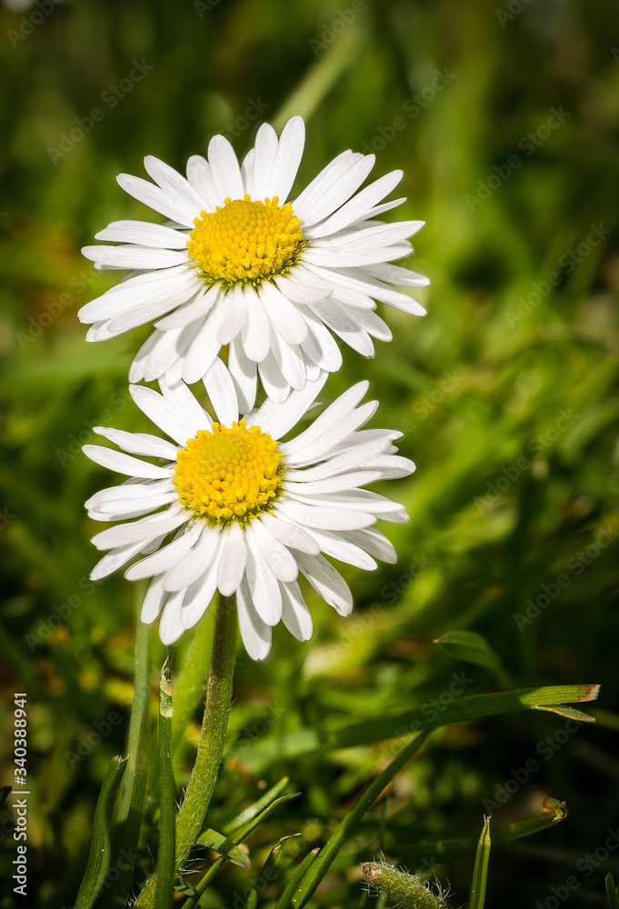 Zwi Gänseblümchen Zwi Gänseblümchen