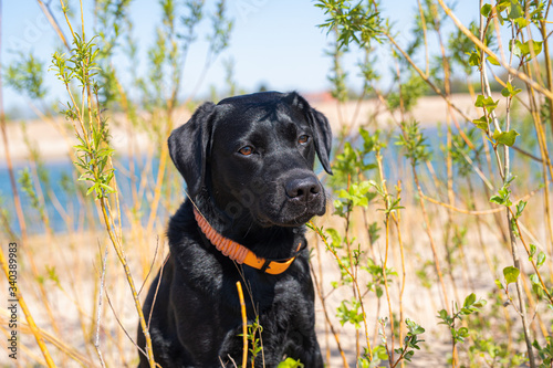Schwarzer Labrador im Sand an einem See in der Sonne