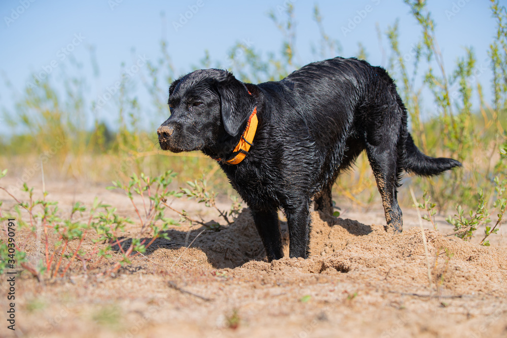 Schwarzer Labrador im Sand an einem See in der Sonne Schwarzer Labrador im Sand an einem See in der Sonne