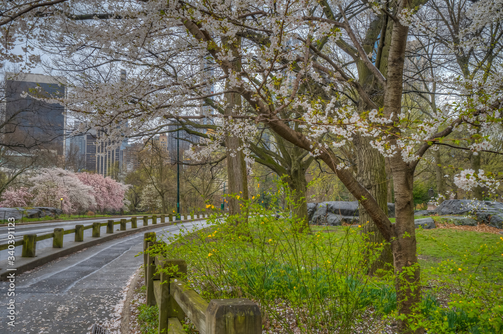 Central Park in spring