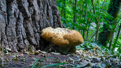 oak bracket, weeping conk, weeping polypore, warted oak polypore, Pseudoinonotus dryadeus photo