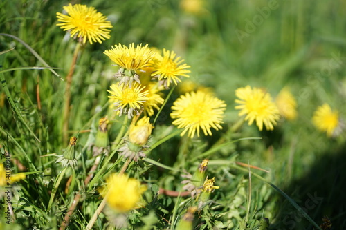 Close up of yellow colored Dandelion flower bloom in green grass 