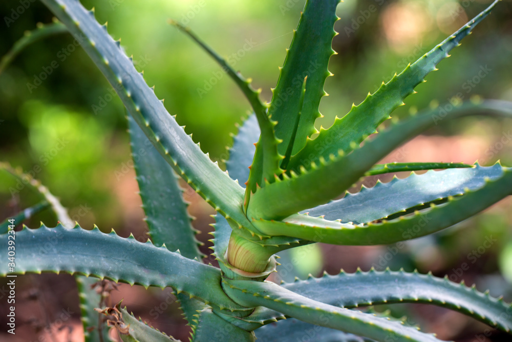 aloe vera leaves