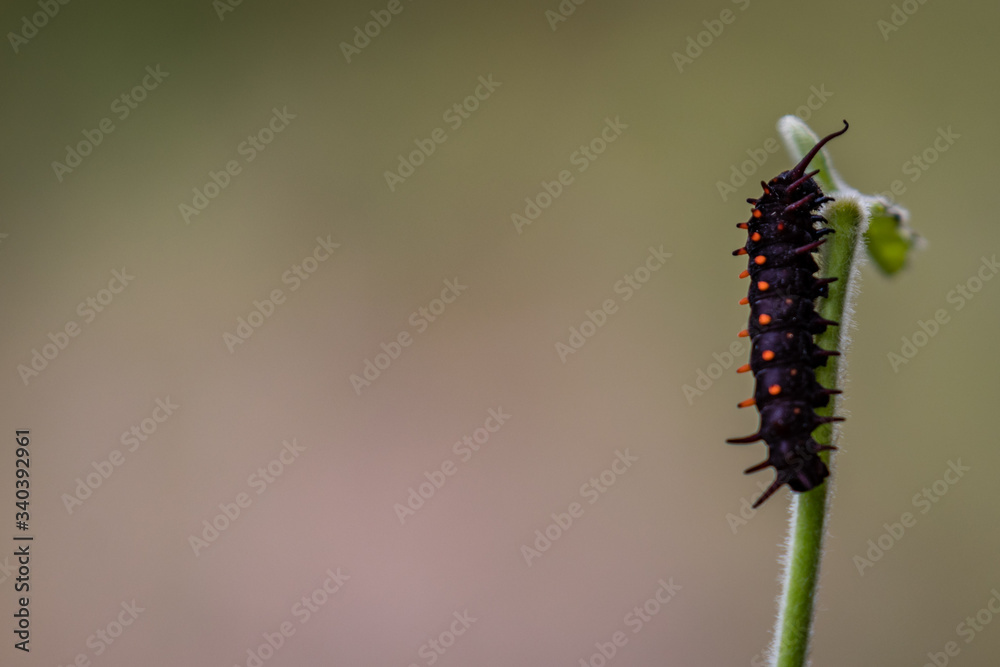 Close up of a California pipevine swallowtail caterpillar at the San Francisco Botanical Garden after several weeks of eating pipevine leaves Close up of a California pipevine swallowtail caterpillar at the San Francisco Botanical Garden after several weeks of eating pipevine leaves