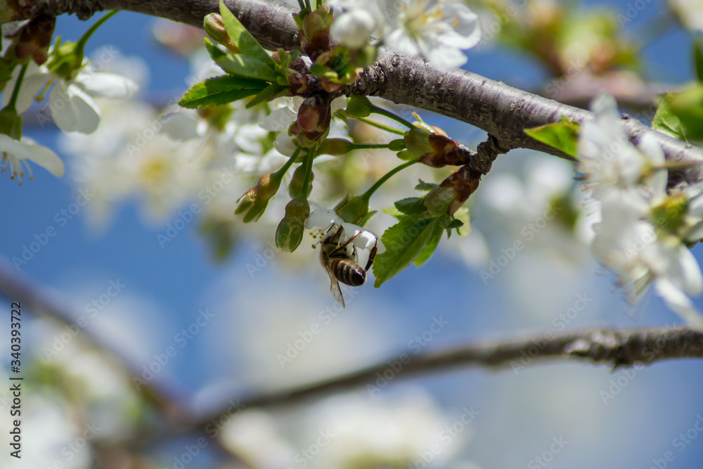 Close-up image of bee collecting nectar and pollen of white blossoming sour cherry fruit tree, first spring tree's blossom, hard working bee insect, honeybee Close-up image of bee collecting nectar and pollen of white blossoming sour cherry fruit tree, first spring tree's blossom, hard working bee insect, honeybee