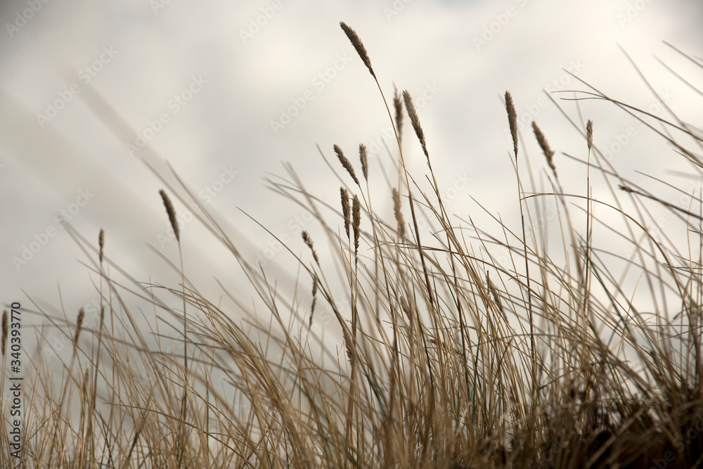 grass at coastline grass at coastline
