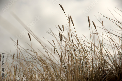 Fototapeta Naklejka Na Ścianę i Meble -  grass at coastline