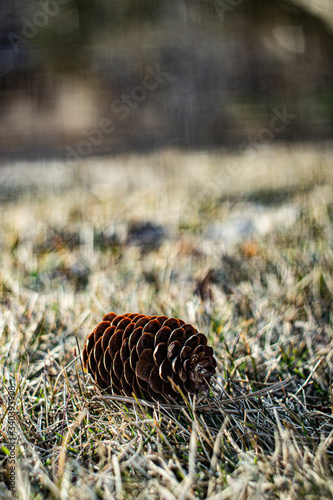 Spring pine cone