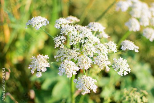 Flower of the hogweed of Sosnowski. Poisonous plant.
