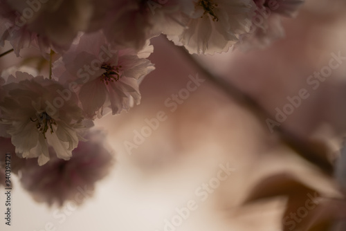 Flowering cherry tree up close (Prunus Shirofugen) photo