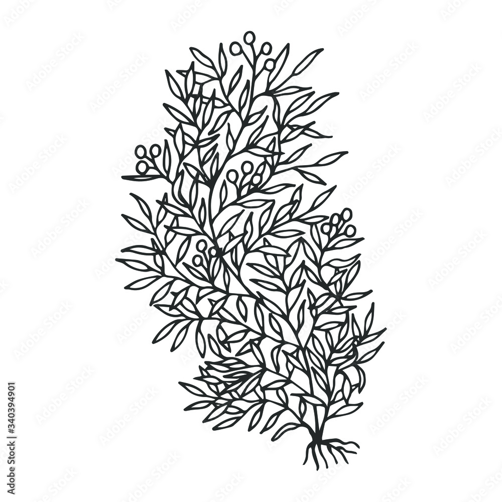 Obraz premium Seaweed sargassum. Vector stock illustration eps 10. hand drawing. out line