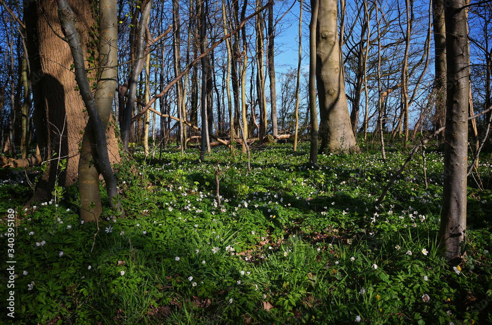 Wood anemones in a beech forest under a blue sky on a sunny morning, beautiful white flowering messengers of spring, copy space, selected focus Wood anemones in a beech forest under a blue sky on a sunny morning, beautiful white flowering messengers of spring, copy space, selected focus