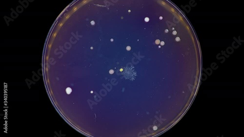 mushroom mycelium growth in petri dish time lase on MacConkey agar photo