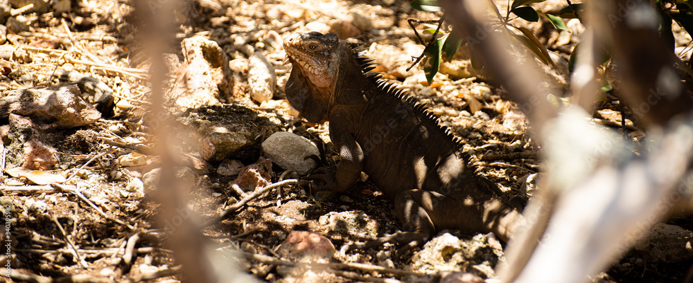 Iguane Archipel de Petite Terre Guadeloupe France Iguane Archipel de Petite Terre Guadeloupe France
