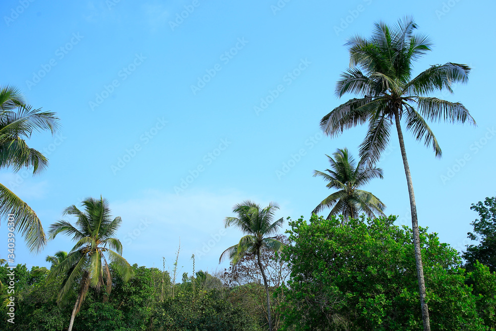 Fototapeta premium Palm trees on beautiful blue sky