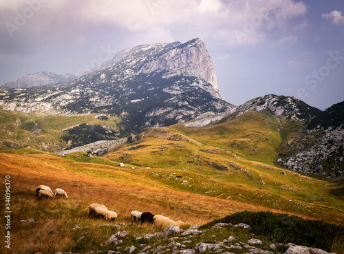 Summer mountain landscape of Durmitor National Park with Sheep flock near Durmitor panoramic road P14, Izmecaj peak and Sedlo pass. Montenegro, Europe, Balkans Dinaric Alps, UNESCO Heritage site.  photo