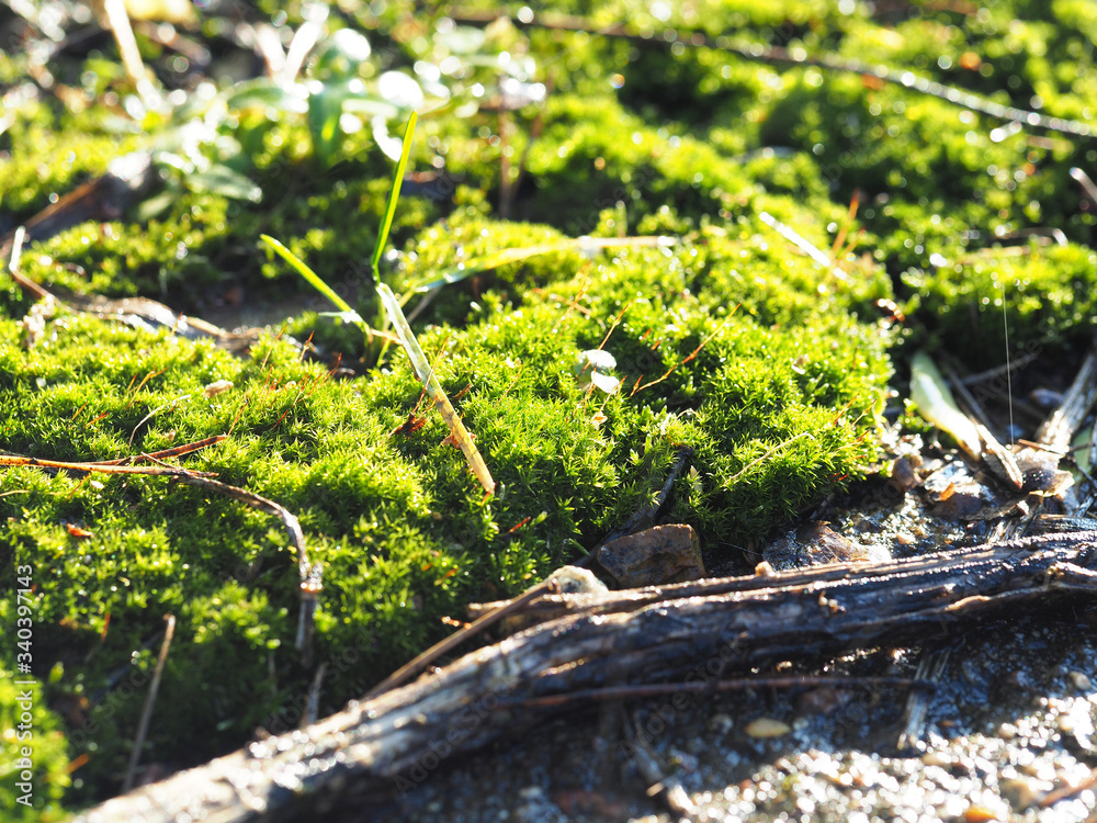 Fototapeta premium Bright green moss broke through the snow in early spring close up