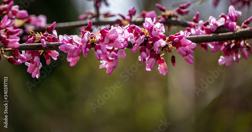 Purple spring blossom of Eastern Redbud, or Eastern Redbud Cercis canadensis in sunny day. Close-up of Judas tree pink flowers. Selective focus. Nature concept for design. Place for your text